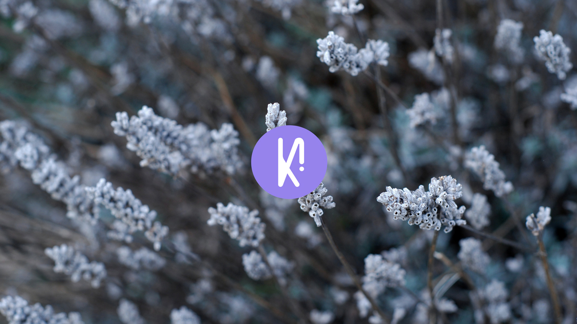 logo secondaire icone violet sur une photo de lavandes
