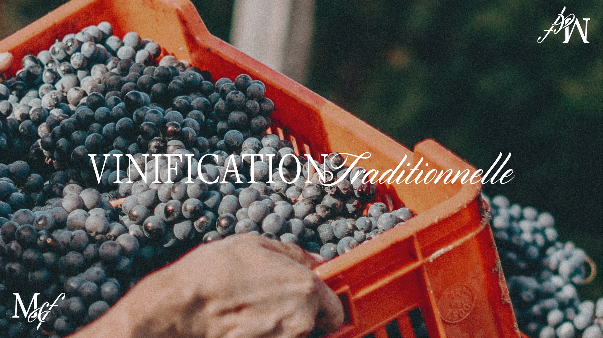 Vinification traditionnelle. Photographie des vendanges et d'une cagette de raisin
