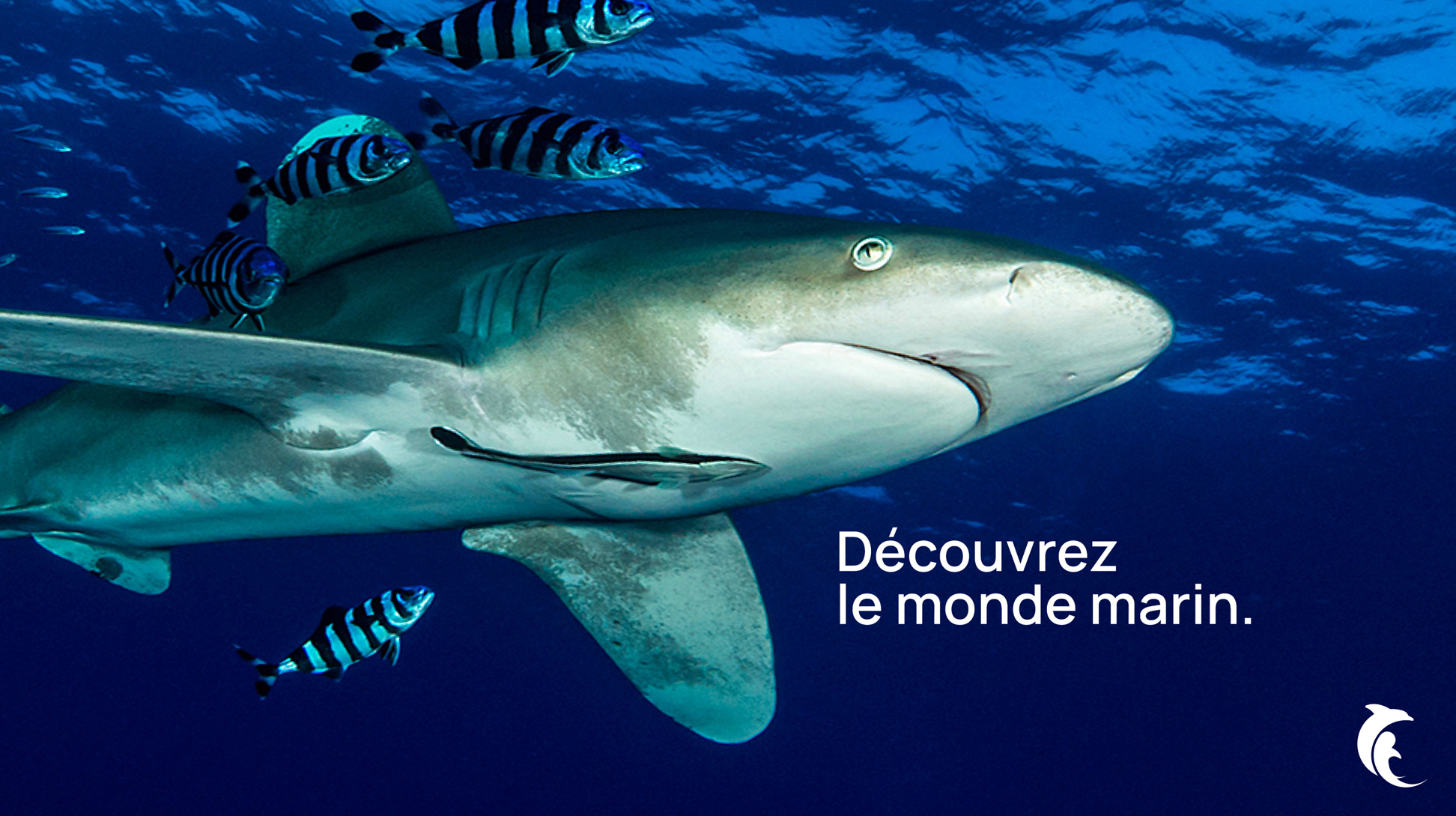 Découvrez le monde marin. Image d'un requin dans l'eau